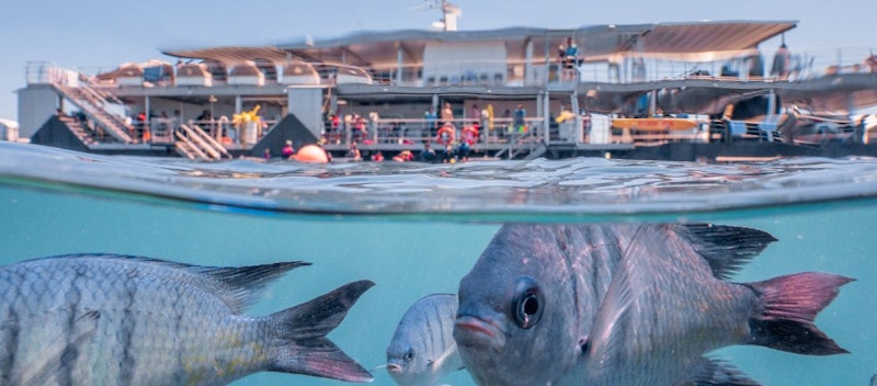 Cruise Whitsundays — Reefsleep — 3