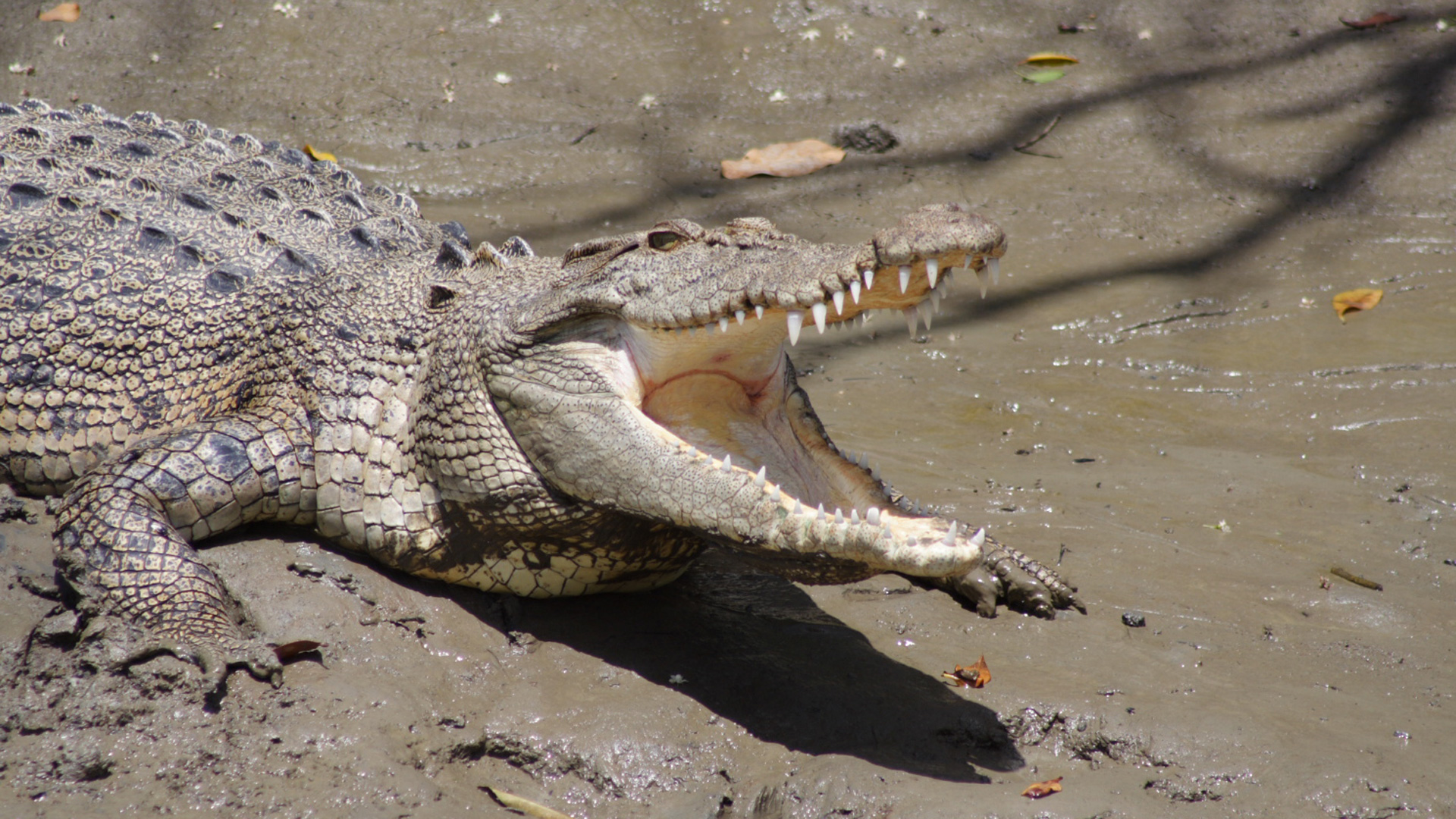 whitsunday crocodile safari review