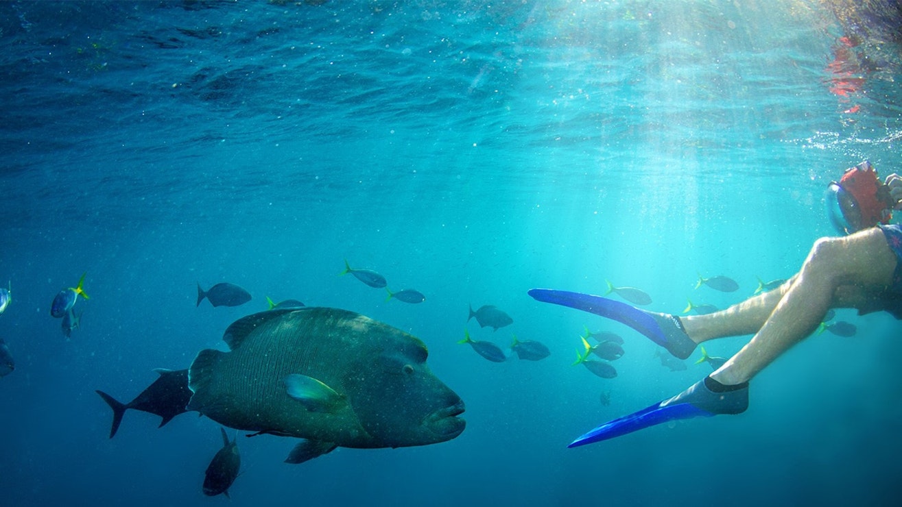 Great Barrier Reef Cruise Whitsundays Great Barrier Reef Cruise Whitsundays