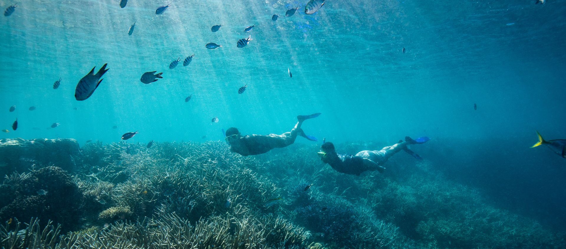 Snorkelling Hardy Reef