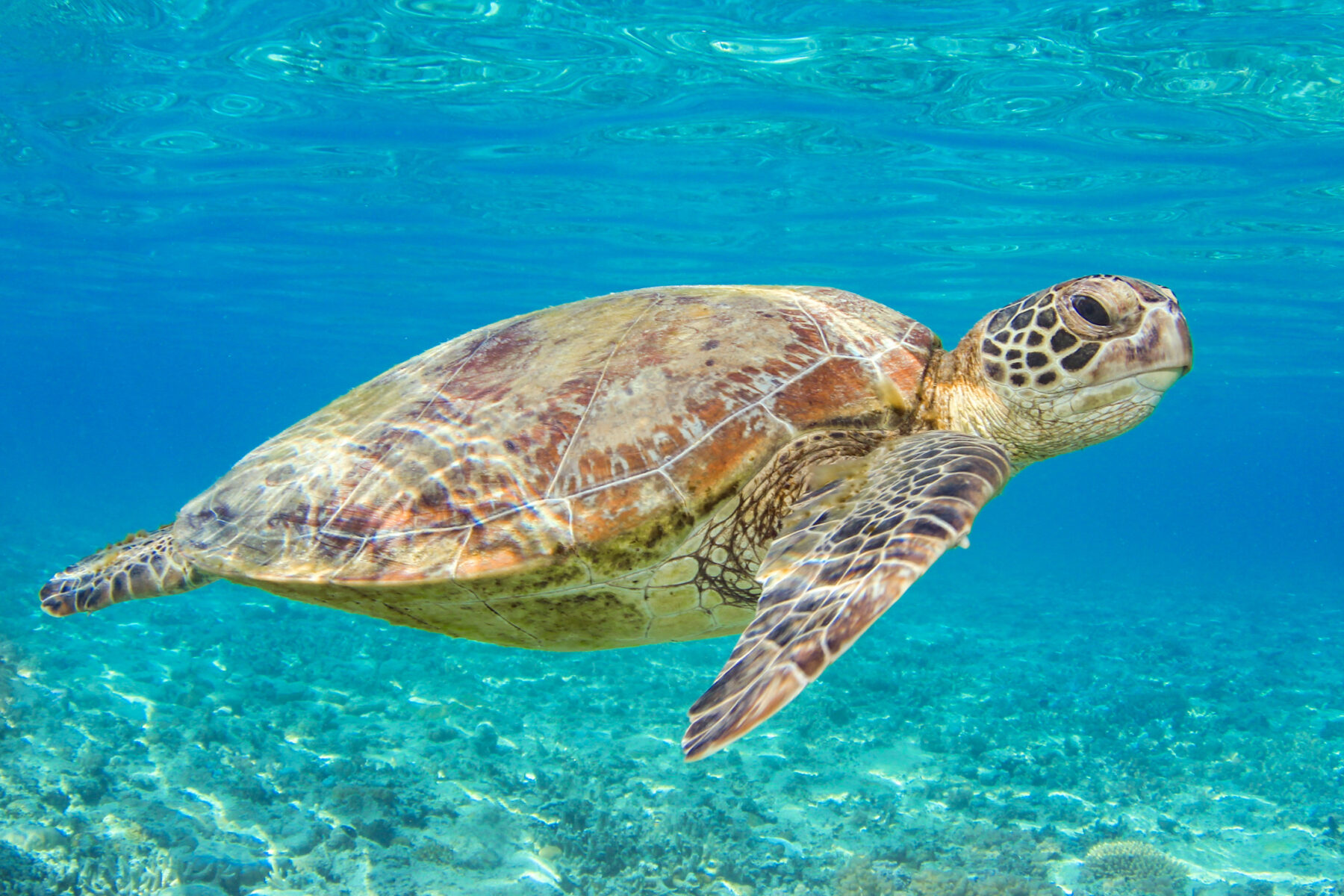 Green Sea Turtle